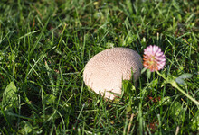 A Mushroom Raincoat Or Golovach Growing In The Grass On The Lawn