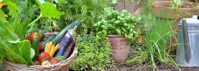 Wall Mural -  vegetables garden with fresh vegetables in basket and aromatic plants