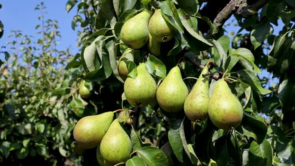 Poster - Conference pear tree in a garden on a Polish countryside - 4k video