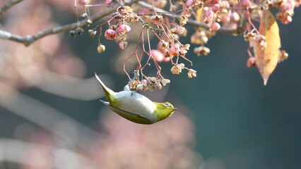 Poster - white eye is hanging from a branch