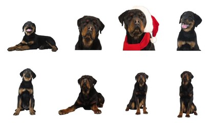 Sticker - Set. Rottweiler on white background