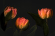 Tulpen in rot orange Hintergrund