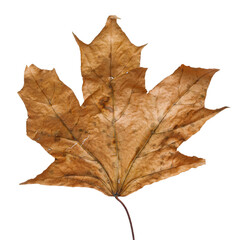 Wall Mural - bright orange autumn leaf on an isolated white background