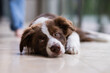 © Austockphoto - border collie puppy