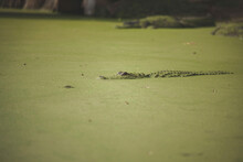 Alligator Swimming In Swamp