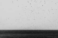 Many Birds Flying On A Stormy Day