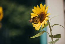 Monarch Butterfly Gathering Nectar From Sunflower