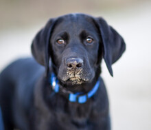 A Cute Black Lab Puppy With Sand On His Nose Looks At The Camera.