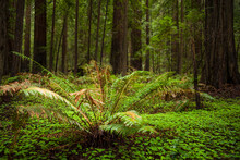 Fern Among Redwoods In Humboldt County, California, USA