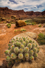 Cactus In A Desert Landscape.