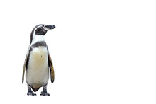 Humboldt Penguin Standing Isolated On Transparent Background Png File