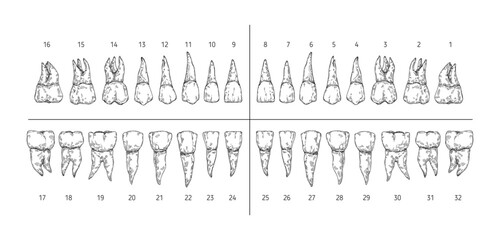 Tooth types sketch. Teeth with roots, dentist tooth numbers system and hand drawn premolar, molar, canine and incisor vector illustration set