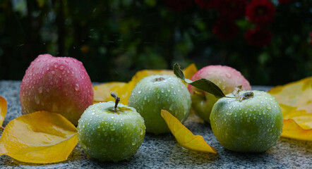 Poster - Water drops on an apple lying on the ground