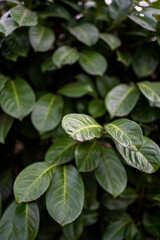 Sticker - background of green plant leaves.