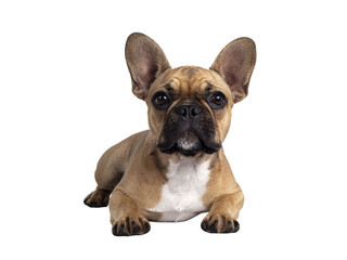 Aufkleber - Cute young fawn French Bulldog youngster, laying down facing front. Looking towards camera. Isolated cutout on transparent background.