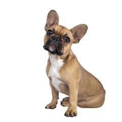 Aufkleber - Cute young fawn French Bulldog youngster, sitting side ways. Looking towards camera. Isolated cutout on transparent background.