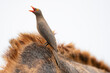 © Travel 'n' Lifestyle - View of Oxpecker on (Buphagus erythrorynchus) on giraffe, Kruger National Park, South Africa .