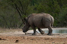 View Of Baby White Rhino (Ceratotherium Simum)) In Kruger National Park, South Africa.