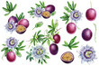 Passion fruit Hand drawn watercolor, set floral elements. Tropical fruit botanical painting