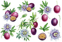 Passion Fruit Hand Drawn Watercolor, Set Floral Elements. Tropical Fruit Botanical Painting