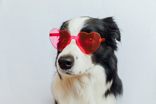 St. Valentine's Day Concept. Funny Puppy Dog Border Collie In Red Heart Shaped Glasses Isolated On White Background. Lovely Dog In Love Celebrating Valentines Day. Love Lovesick Romance Postcard