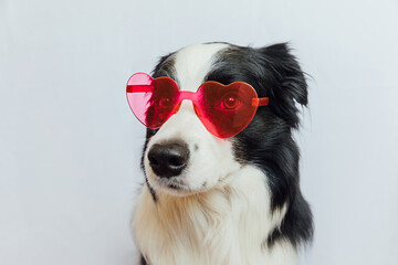 St. Valentine's Day concept. Funny puppy dog border collie in red heart shaped glasses isolated on white background. Lovely dog in love celebrating valentines day. Love lovesick romance postcard