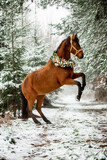 Fototapeta Konie - Beautiful bay horse in winter in Christmas decorations