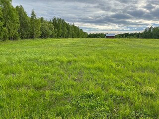 Green field view, summer landscape