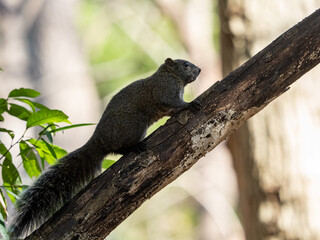 Poster - Pallas's squirrel climbs a branch in a Japanese forest.