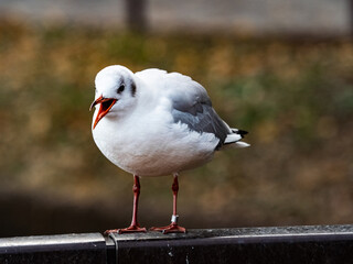 Wall Mural - cute black-headed gull in Ueno Park, Tokyo