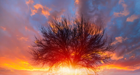 Fototapete - Lone dry tree at amazing sunset, sun rays in the background