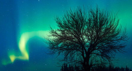 Aufkleber - Beautiful landscape with lone dead tree, Aurora Borealis in the background 