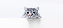 Funny Large Longhair Gray Tabby Cute Kitten With Beautiful Big Blue Eyes Lying On White Table. Pets And Lifestyle Concept. Lovely Fluffy Cat. Free Space For Text.