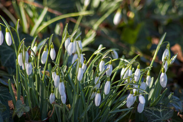 Canvas Print - snowdrop - one of the first spring flowers - soft focus