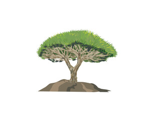 dragon's blood tree hand drawing vector