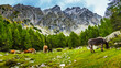 Esel und Pferde auf der Leitn Alm in Südtirol