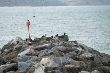 Sticker - a flight of cormorants perched on rocks at Lyme Regis Dorset