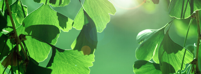 Close-up of Ginkgo biloba leaves back lit.