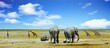 Scenic Panoramic View of the African Plains in Etosha National park, with Three elephants and a journey of six giraffe walking across the vast open plains. Namibia, Southern Africa