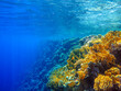 colorful coral reef and bright fish