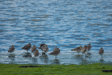 Poster - black tailed godwits wading in the sea