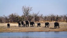 African Bush Elephant Group Walking Front View To Water In Kruger National Park, South Africa ; Specie Loxodonta Africana Family Of Elephantidae