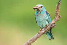 Colorful European Roller Sitting On Branch Eating Worms