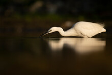 Little Egret Foraging In Lake