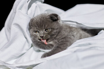 Wall Mural - Cute british gray kitten on the bed  licks its paw at home, funny cat  looking into the camera. Love animals, pet.