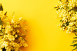 Leinwandbild Motiv Mimosa fresh flowers on yellow background, copy space, 8 march day background, mimose is traditional flowers for international womans day 8 of march