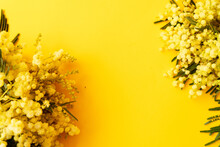 Mimosa Fresh Flowers On Yellow Background, Copy Space, 8 March Day Background, Mimose Is Traditional Flowers For International Womans Day 8 Of March