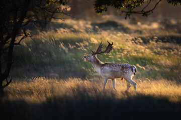 Wall Mural - fallow deer during the rutting season