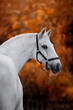 Beautiful gray horse on a black background