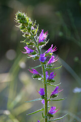 Wall Mural - Flowers and plant Echium plantagineum (viper's grass)